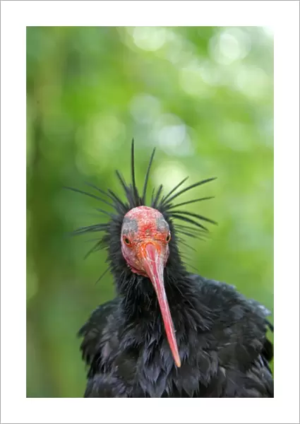 Northern Bald Ibis  /  Hermit Ibis  /  Waldrapp. Pensthorpe - Norfolk - UK