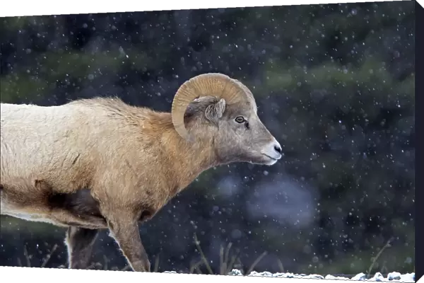 Rocky Mountain Bighorn Sheep - in snow. Jasper National Park - Rocky Mountains - Alberta - Canada