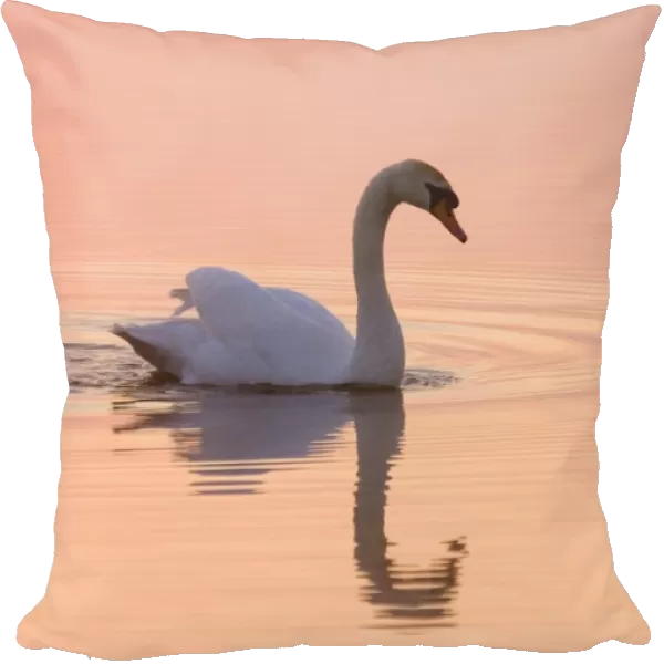 Mute Swan On calm water at sunrise Hickling Broad Norfolk UK