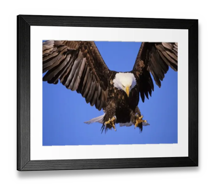Framed Print : Bald Eagle in Flight Print, Alaska Framed Print : Bald Eagle in Flight Print, Alaska