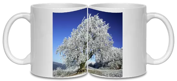 Beech Tree - Covered with snow and frost in winter. Meiszner Hills, North Hessen, Germany