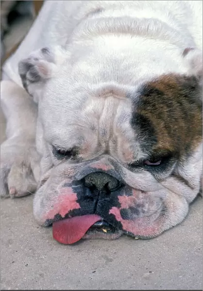 English Bulldog - Lying down with tongue sticking out