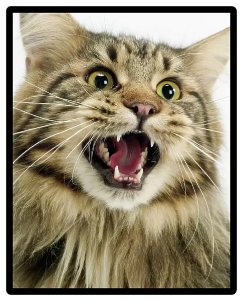 Cat - Maine Coon with mouth open, showing teeth