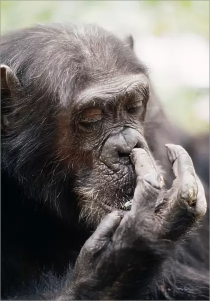 Chimpanzee - picking nose, 'Gigi' female 39 yrs. Gombe, Tanzania, Africa