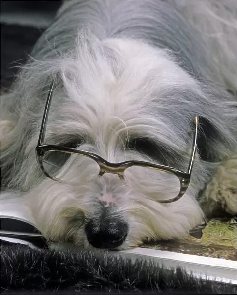 Bearded Collie Dog - Lying down asleep wearing spectacles