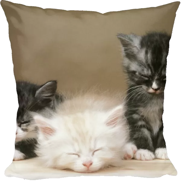 Three Kittens JD 1577 © John Daniels ARDEA LONDON