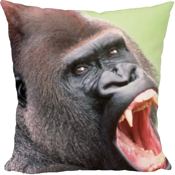 Lowland Gorilla - close-up, threatening display