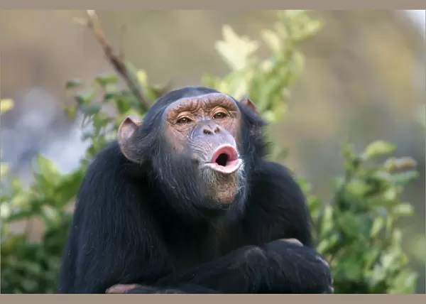 Chimpanzee. Chimfunshi Chimp Reserve. Zambia