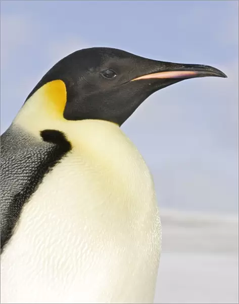 Emperor Penguin - close-up of head. Snow hill island - Antarctica