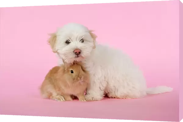 DOG & RABBIT. Coton de Tulear puppy ( 8 wks old ) with a lion head rabbit ( 6 wks old )