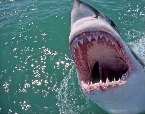 Great White Shark. With head out of water and mouth open. Dire Island Gansbaai South Africa