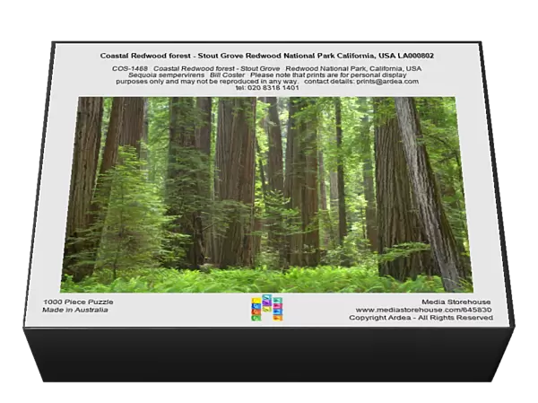 Coastal Redwood forest - Stout Grove Redwood National Park California, USA LA000802