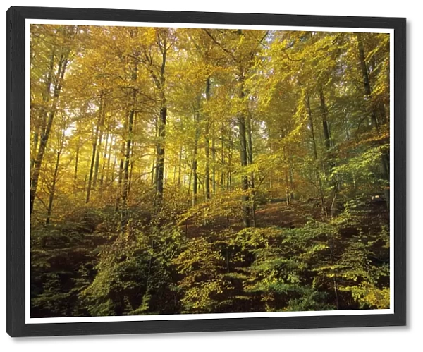 Beech Forest - in autumn colour Lower Saxony, Germany