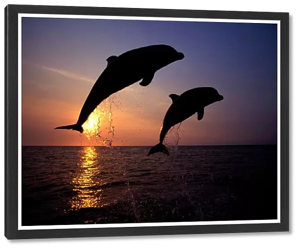 Bottlenose dolphin - two leaping Carribean. Off Roatan Island, Honduras, Central America