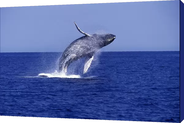Humpback Whale - Breaching Southern Gulf of California (Sea of Cortez), off San Jose del Cabo (DJ 61)