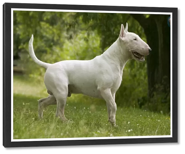 Dog - Bull Terrier