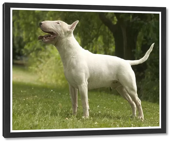 Dog - Bull Terrier