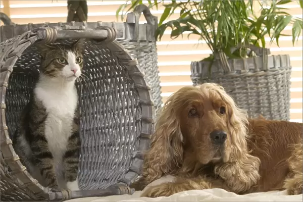 Dog - Cocker Spaniel & Tabby and white cat in basket