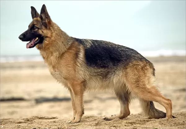 Dog - Alsatian  /  German Shepherd standing on beach