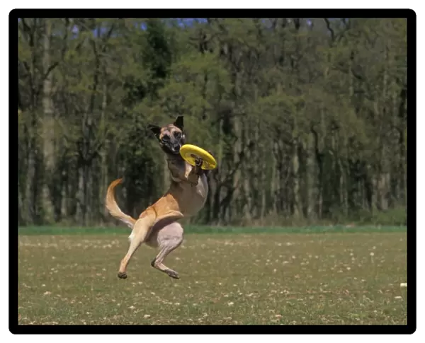 DOG - Malinois  /  Belgian Malinois  /  Chien de Berger Belge - catching frisbee