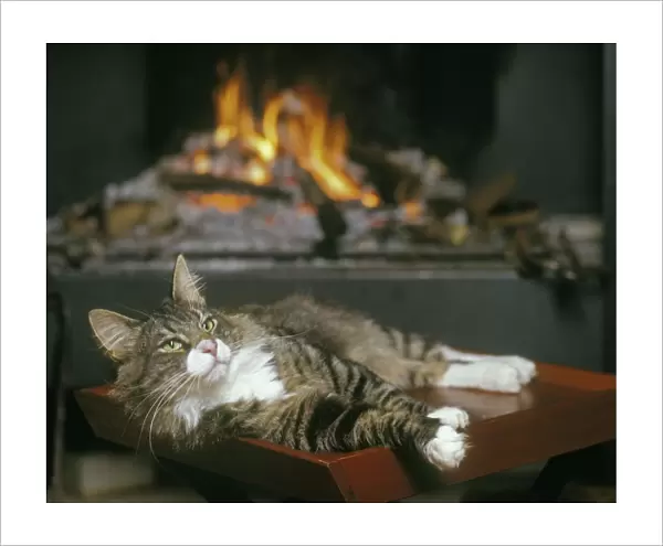 Norwegian Forest Cat - resting infront of open fire