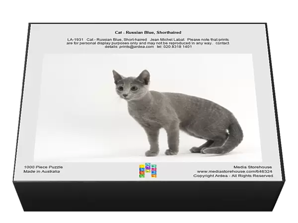 Cat - Russian Blue, Shorthaired