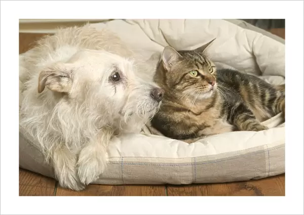 Dog - resting on cushion with tabby cat