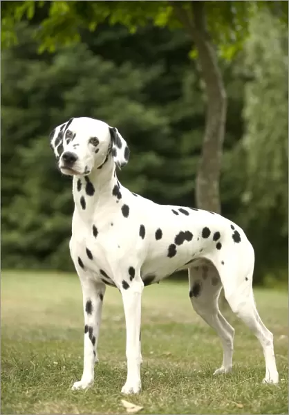 Dalmatian - standing