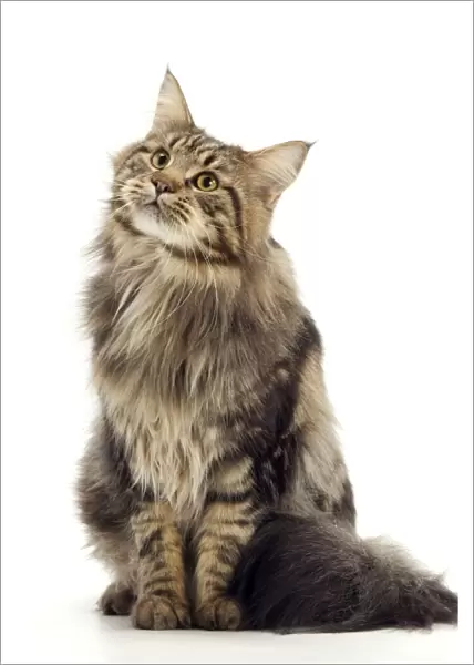 Cat - Maine Coon Brown Tabby