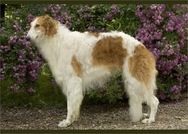 DOG - Borzoi  /  Russian Wolfhound