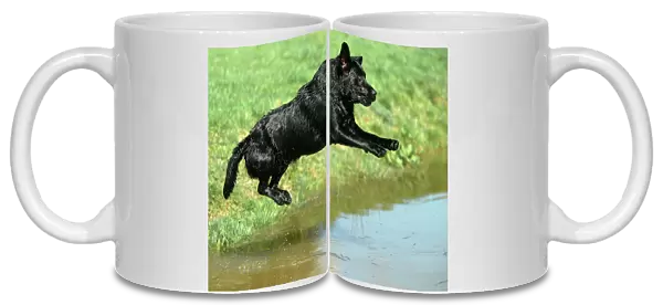 Dog - Black Labrador Retriever jumping into water