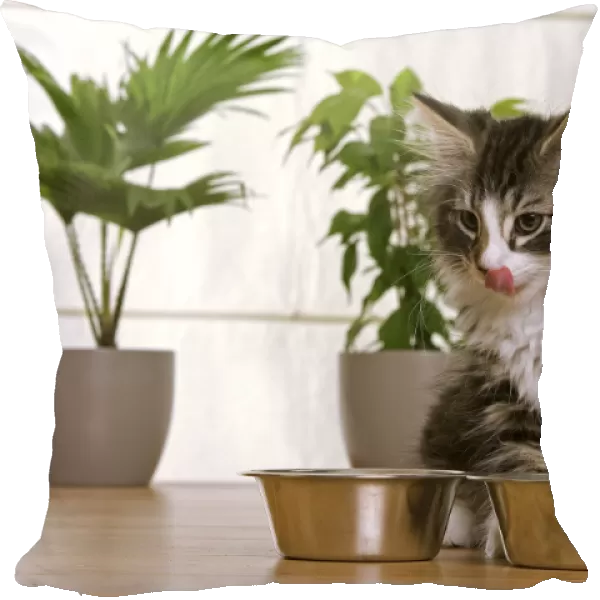 Norwegian Forest Silver and White Mackerel Tabby Cat by food bowls, licking lips