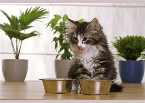 Norwegian Forest Silver and White Mackerel Tabby Cat by food bowls, licking lips