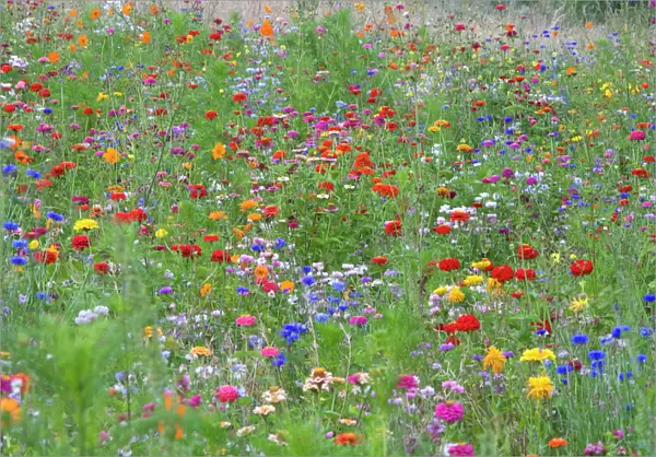Mass of flowers in field. L'yonne, France