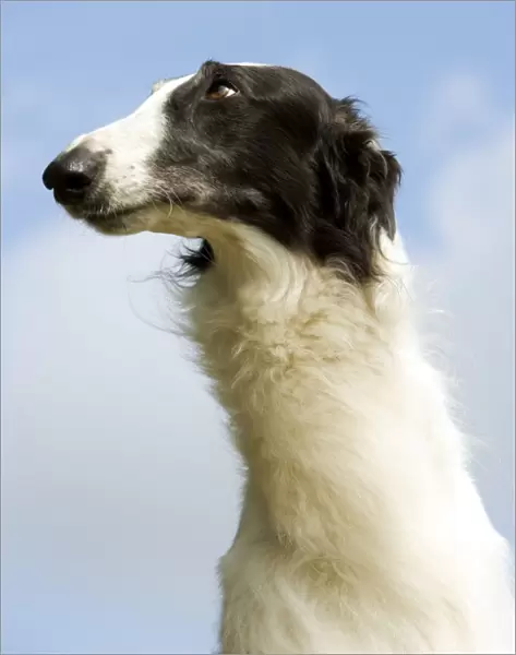 Borzoi  /  Russian Wolfhound - close-up of head