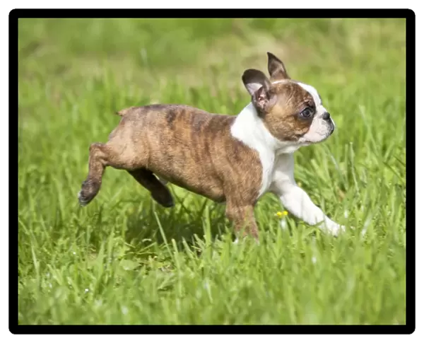Dog - Boston Terrier running