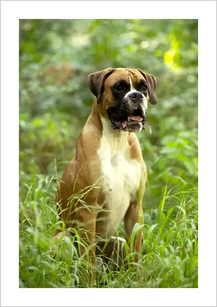 Boxer Dog. LA-712. Boxer Dog - with uncropped ears