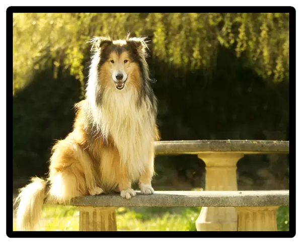 Rough Collie Dog Sitting on stone bench