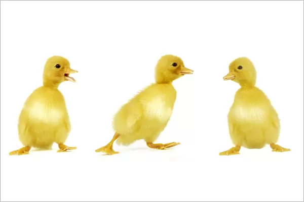 Ducklings. LA-980-m. DUCK - line of three ducklings