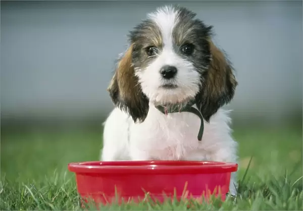 Grand Basset Griffon Vendeen Dog Pup, sitting with red bowl