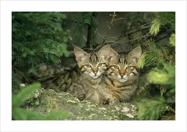 Wild Cat - kittens