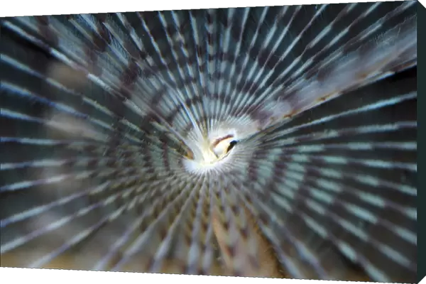 Paecock Fanworm with tentacles extended, NE Atlantic and Mediterranean sea bed