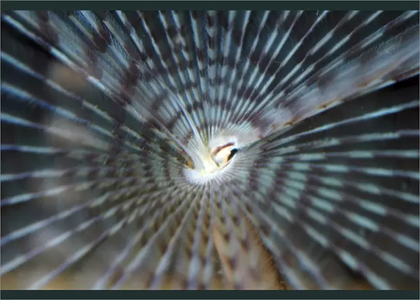 Paecock Fanworm with tentacles extended, NE Atlantic and Mediterranean sea bed