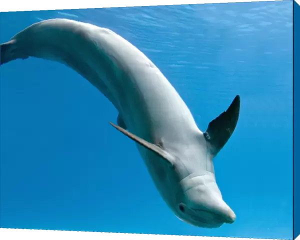 Bottlenose dolphin - dancing underwater