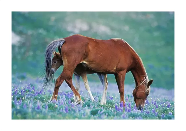 Wild Horse - Colt stands where mother shoos flys away with tail as mare grazes among lupine wildflowers Summer Western USA WH427
