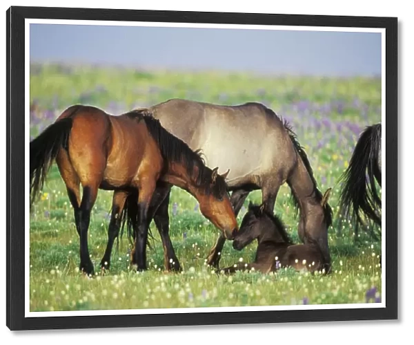 Wild Horse - Herd (including young colt) in field of wildflowers Summer Western USA WH387