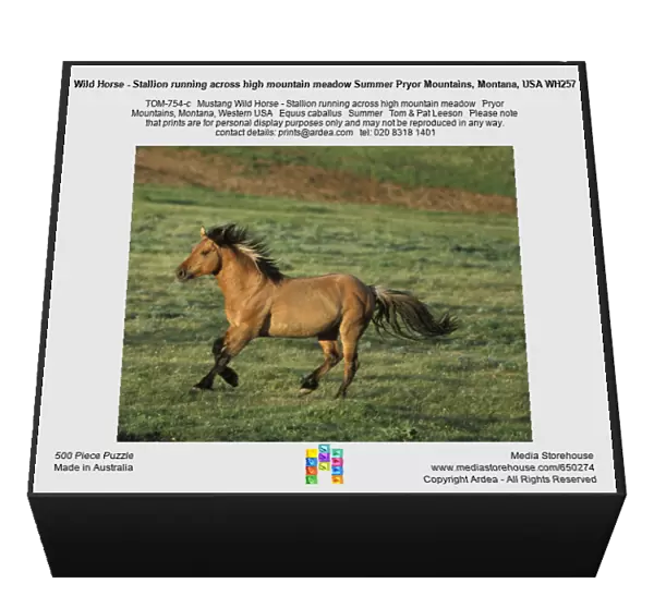 Wild Horse - Stallion running across high mountain meadow Summer Pryor Mountains, Montana, USA WH257