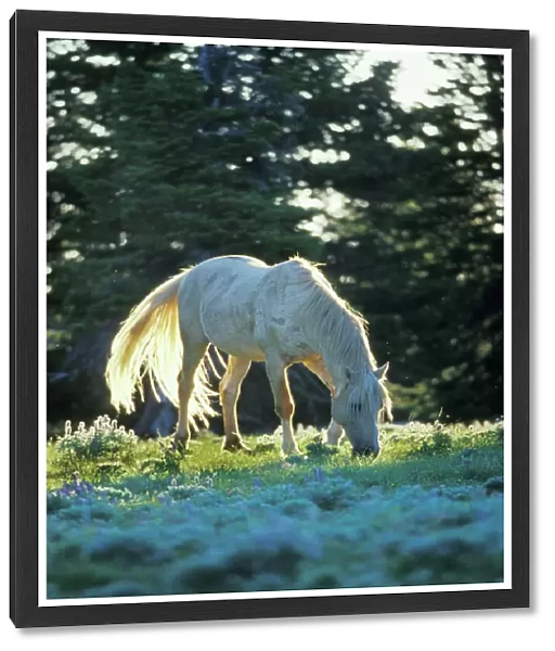 Wild Horse - White stallion (named 'Cloud' in PBS documentary on wild hores) Summer Pryor Mountain Wild Horse Refuge, Montana, USA WH456