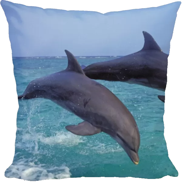 Two Bottle-nosed Dolphins - Leaping out of water Off the west coast of Hondurus 2Mo188