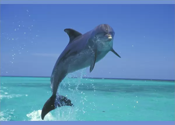 Bottle-nosed Dolphin - Leaping from water 2M010